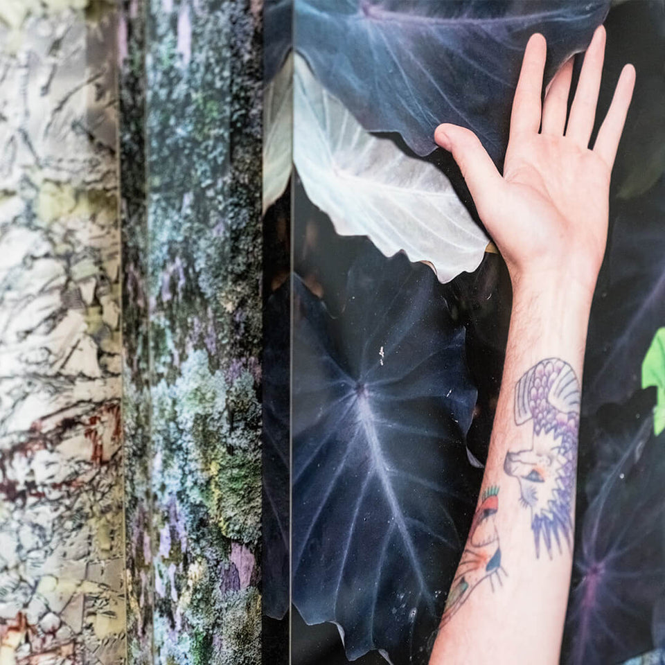 Palma Filia VI - Carbono Galeria