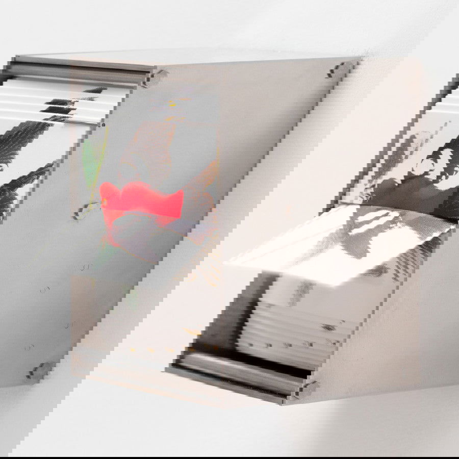 Passerine - Carbono Galeria