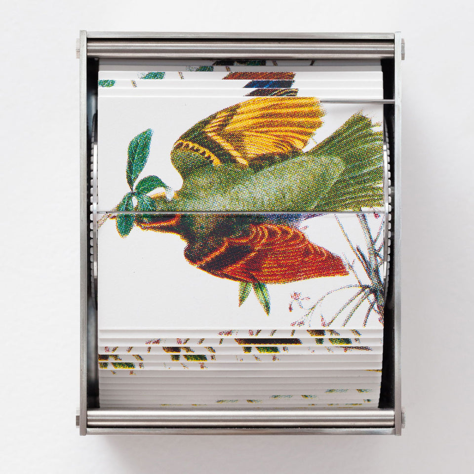 Passerine - Carbono Galeria