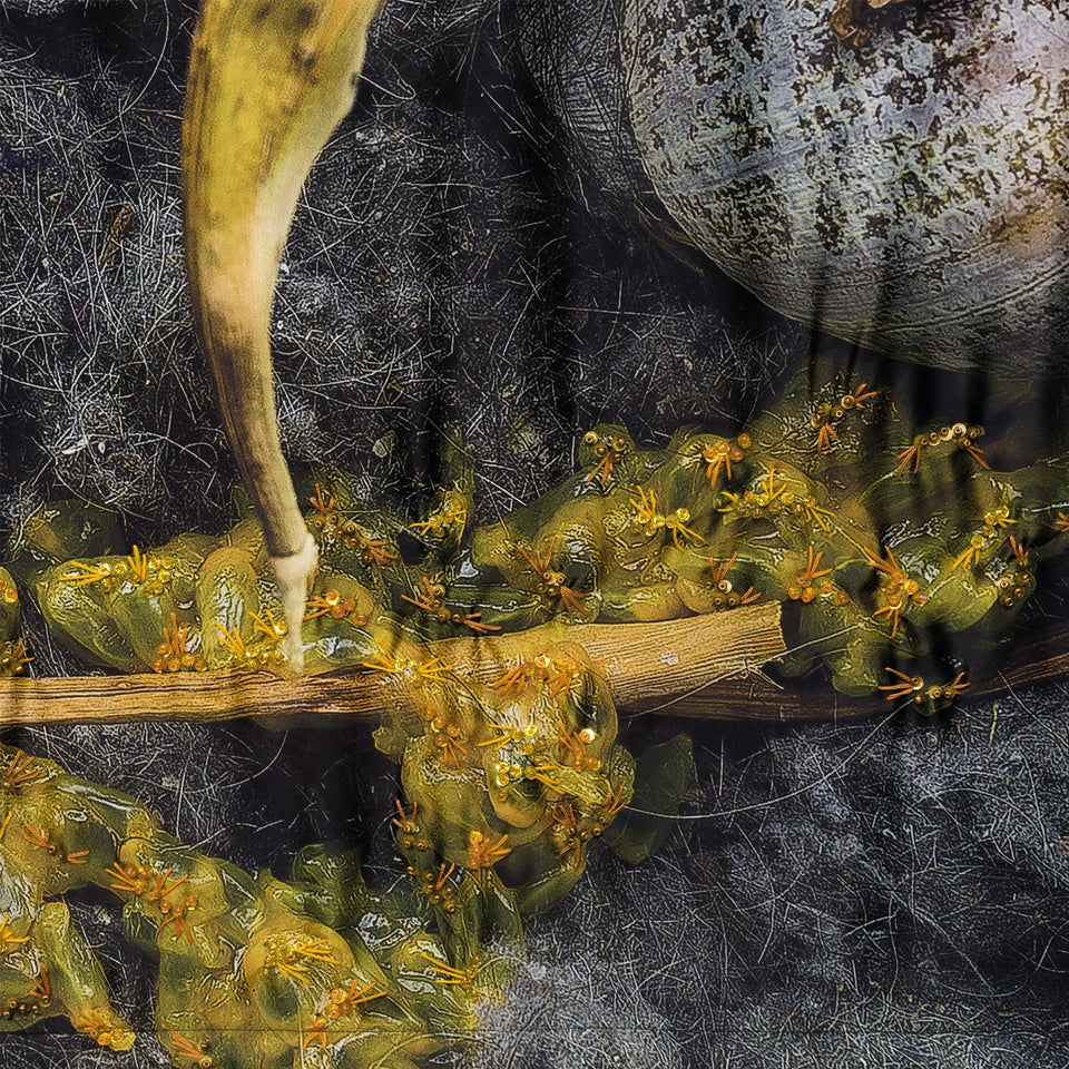 Pitaya - Carbono Galeria