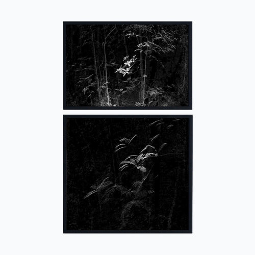 Point cloud forest - Carbono Galeria