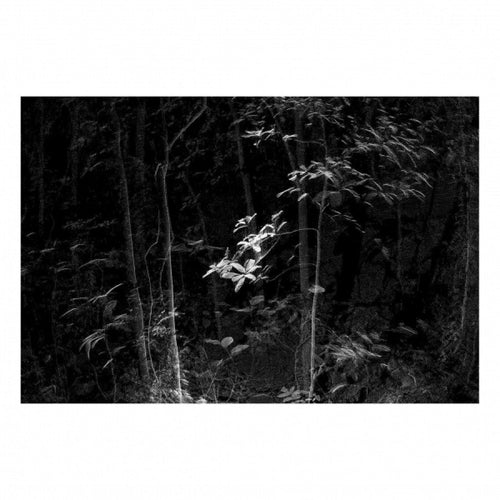 Point cloud forest - Carbono Galeria