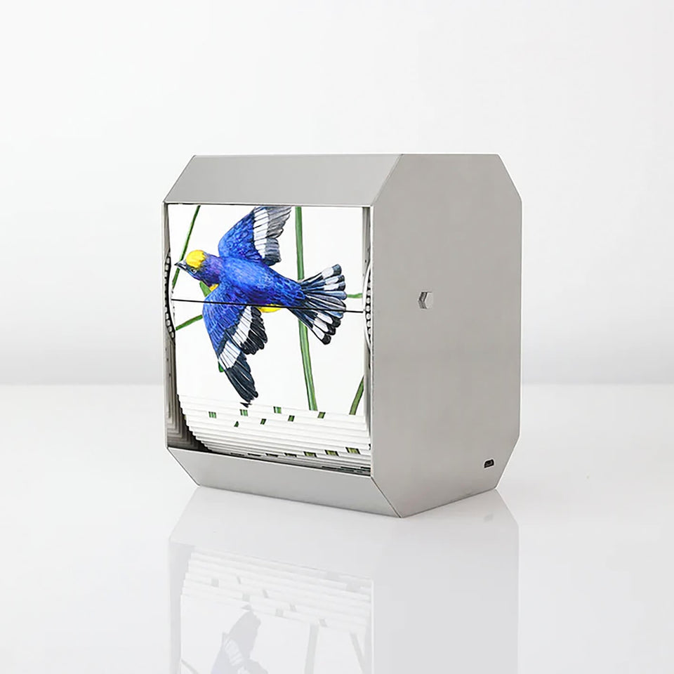 Purple Throated Euphonia - Carbono Galeria