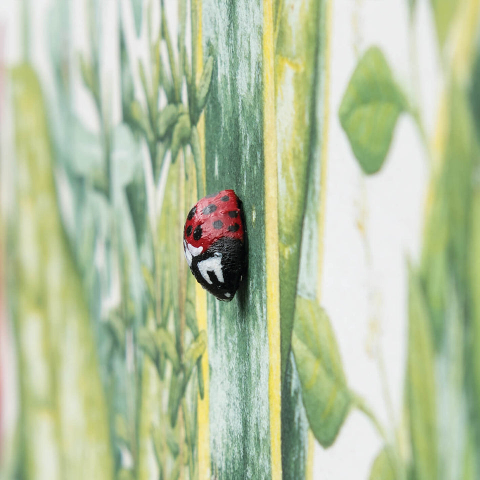 Sete ervas e joaninha - Carbono Galeria