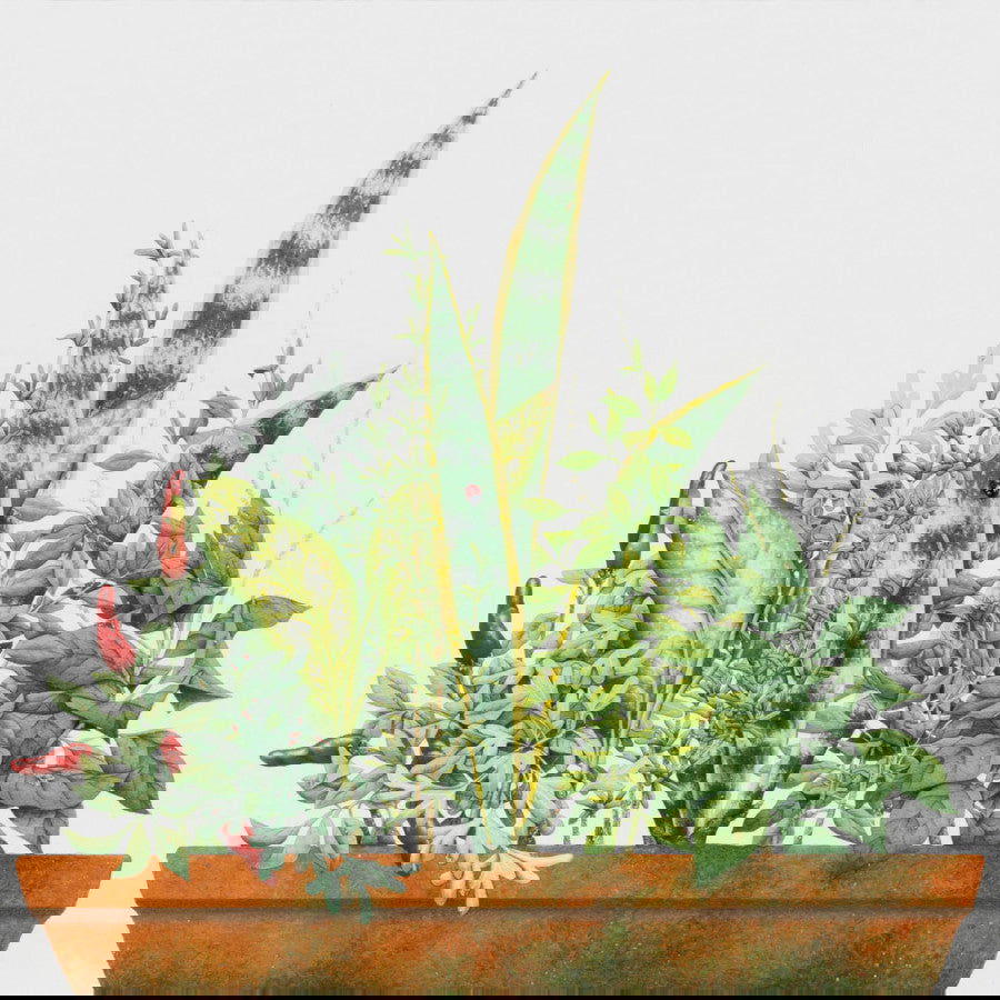 Sete ervas e joaninha - Carbono Galeria