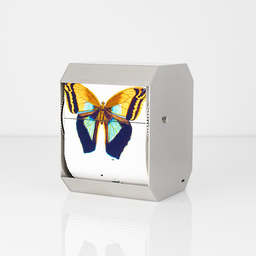 The Purple Owl Butterfly - Carbono Galeria