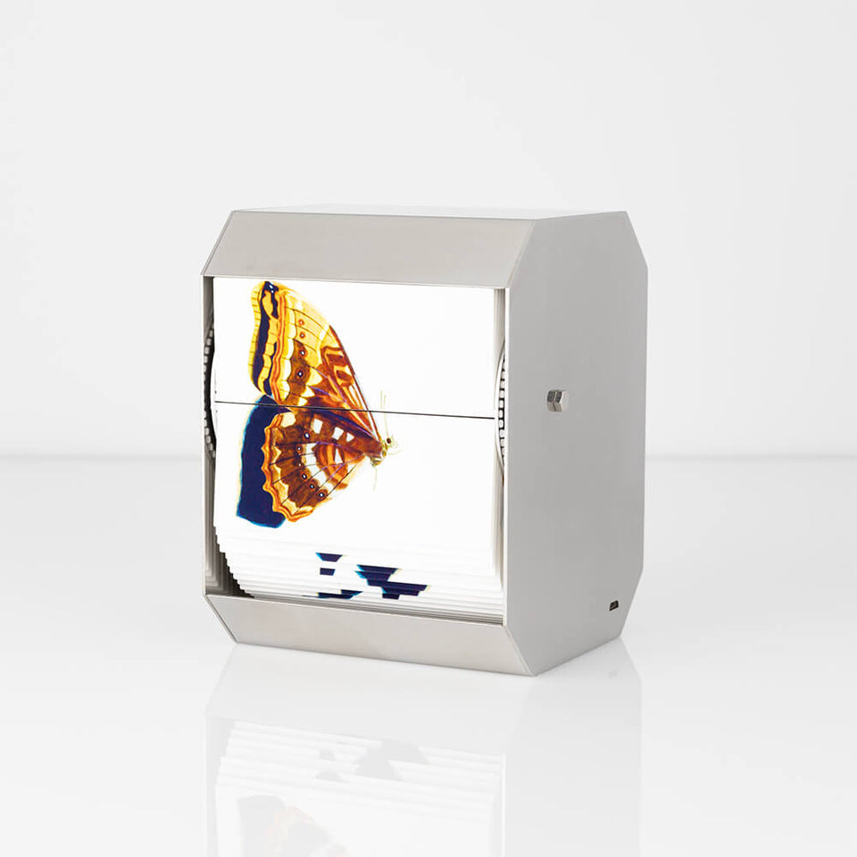 The Purple Owl Butterfly - Carbono Galeria