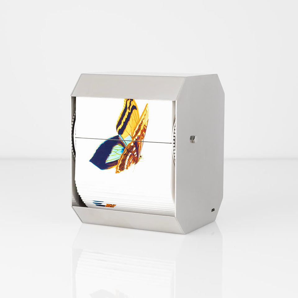 The Purple Owl Butterfly - Carbono Galeria