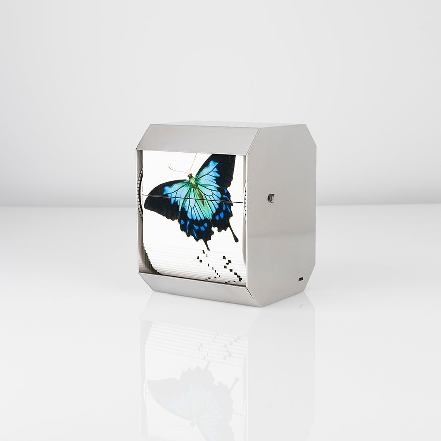 Ulysses Butterfly - Carbono Galeria