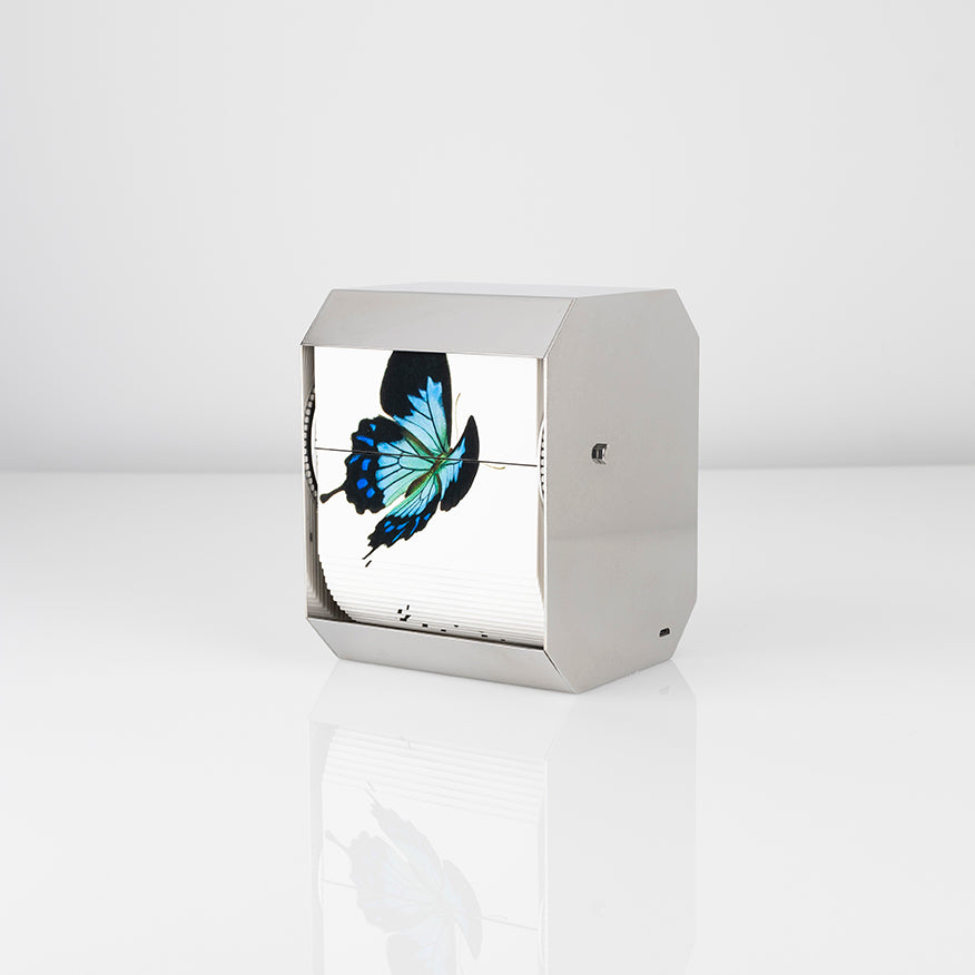 Ulysses Butterfly - Carbono Galeria