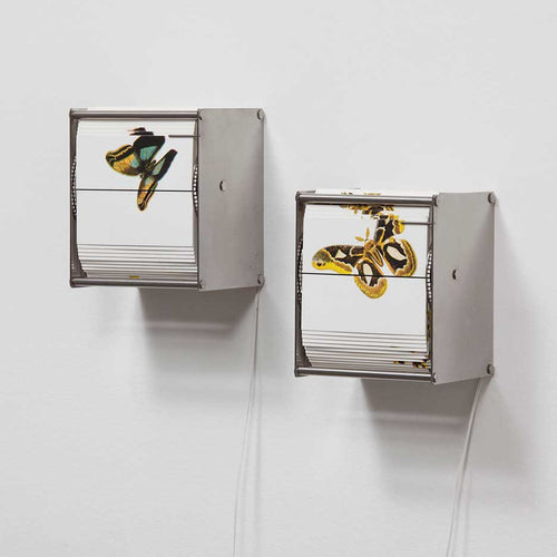 Vivarium A - Carbono Galeria