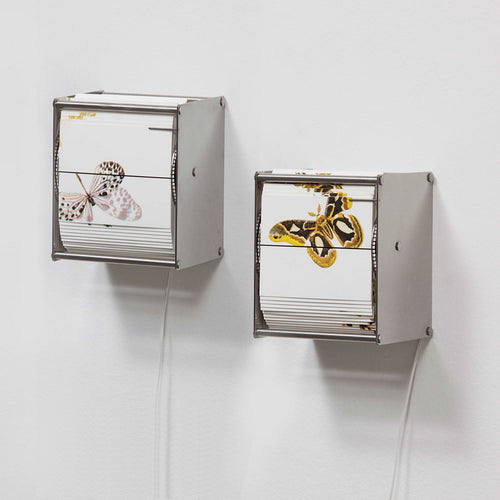 Vivarium A - Carbono Galeria