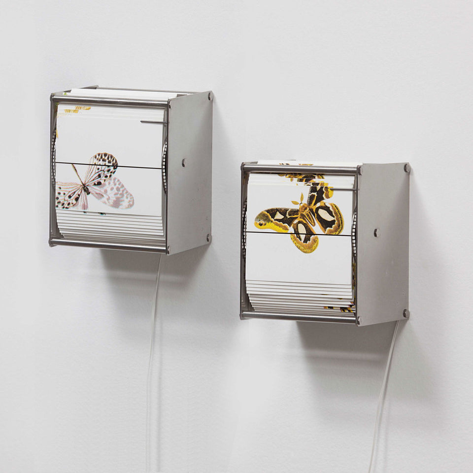 Vivarium A - Carbono Galeria