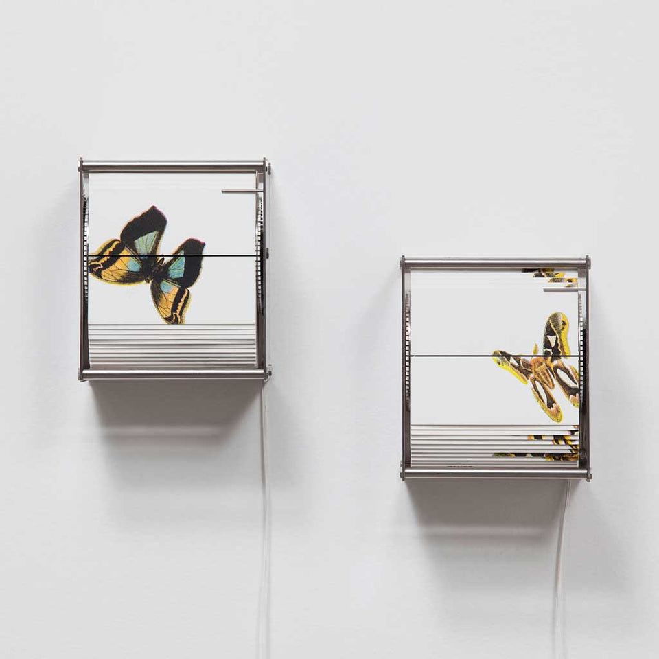 Vivarium A - Carbono Galeria