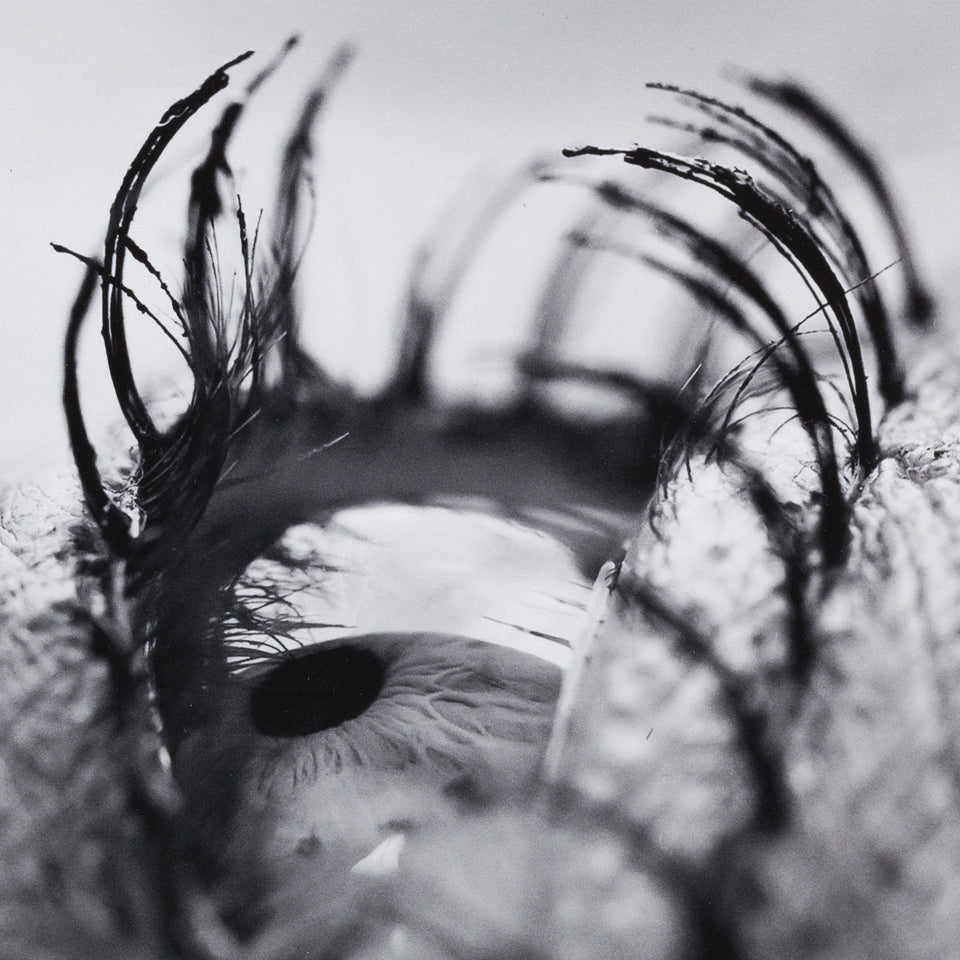 Adriana Varejão, Olho carnívoro