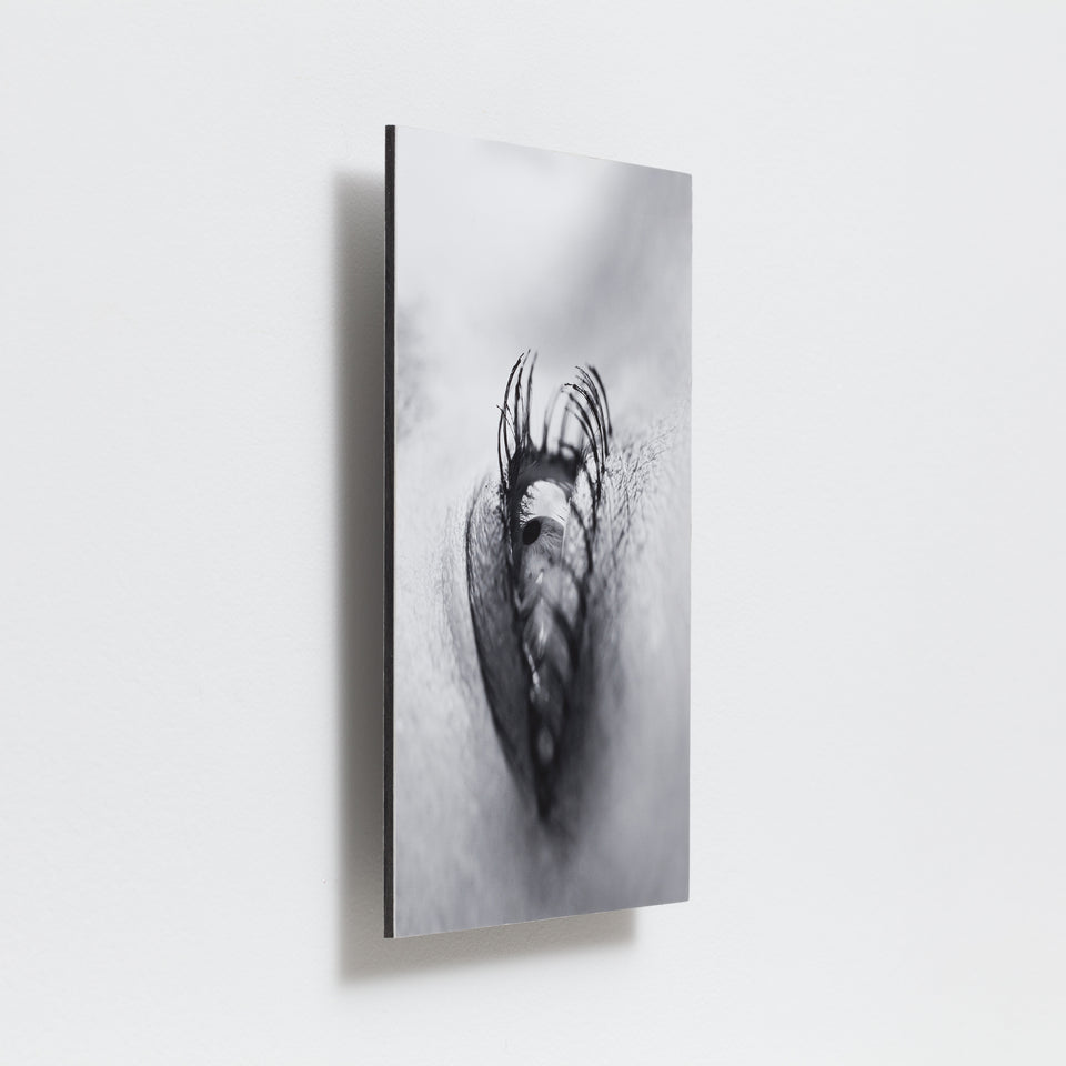 Adriana Varejão, Olho carnívoro