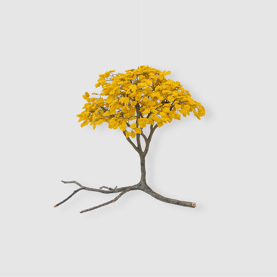 Metamorfosis de las ramas caídas (amarelo)