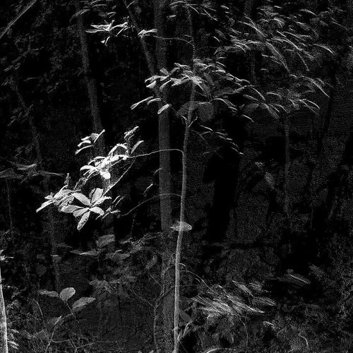 Point cloud forest